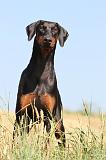 DOBERMANN 877